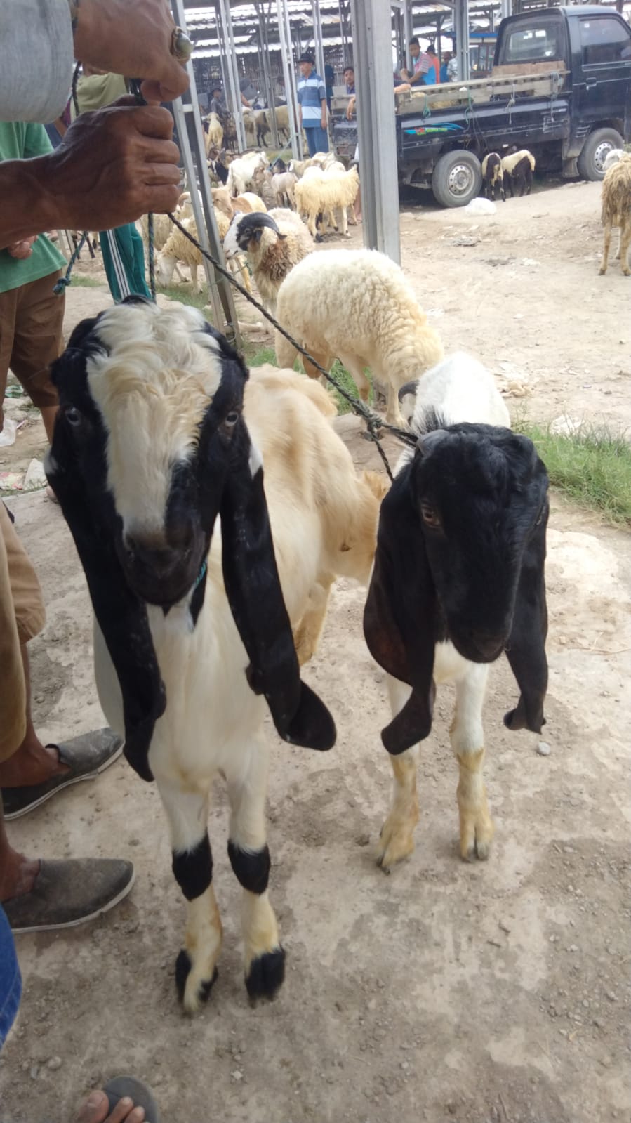 Promo qurban