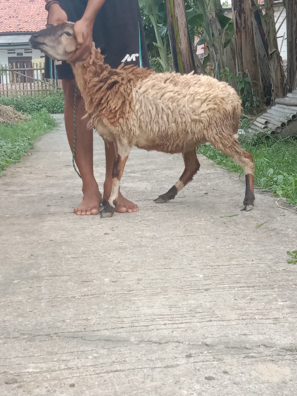 Promo qurban