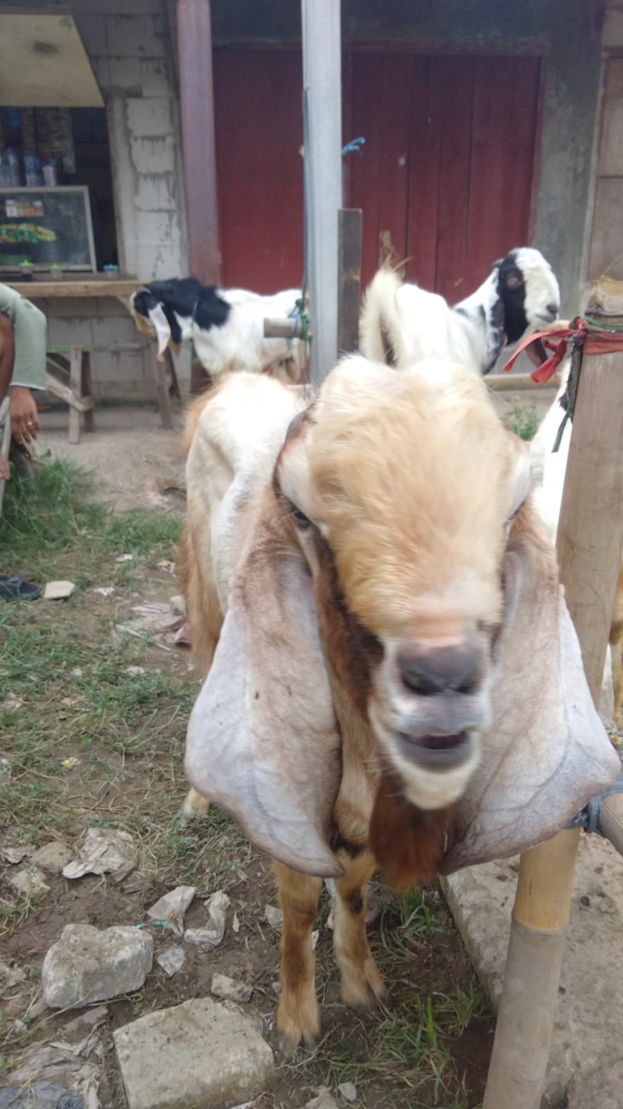 Promo qurban