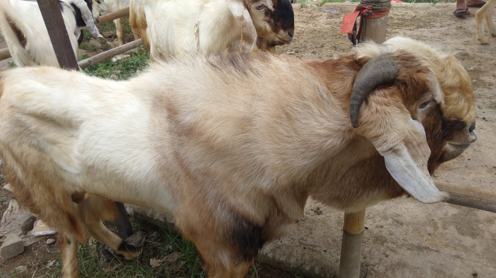 Promo qurban