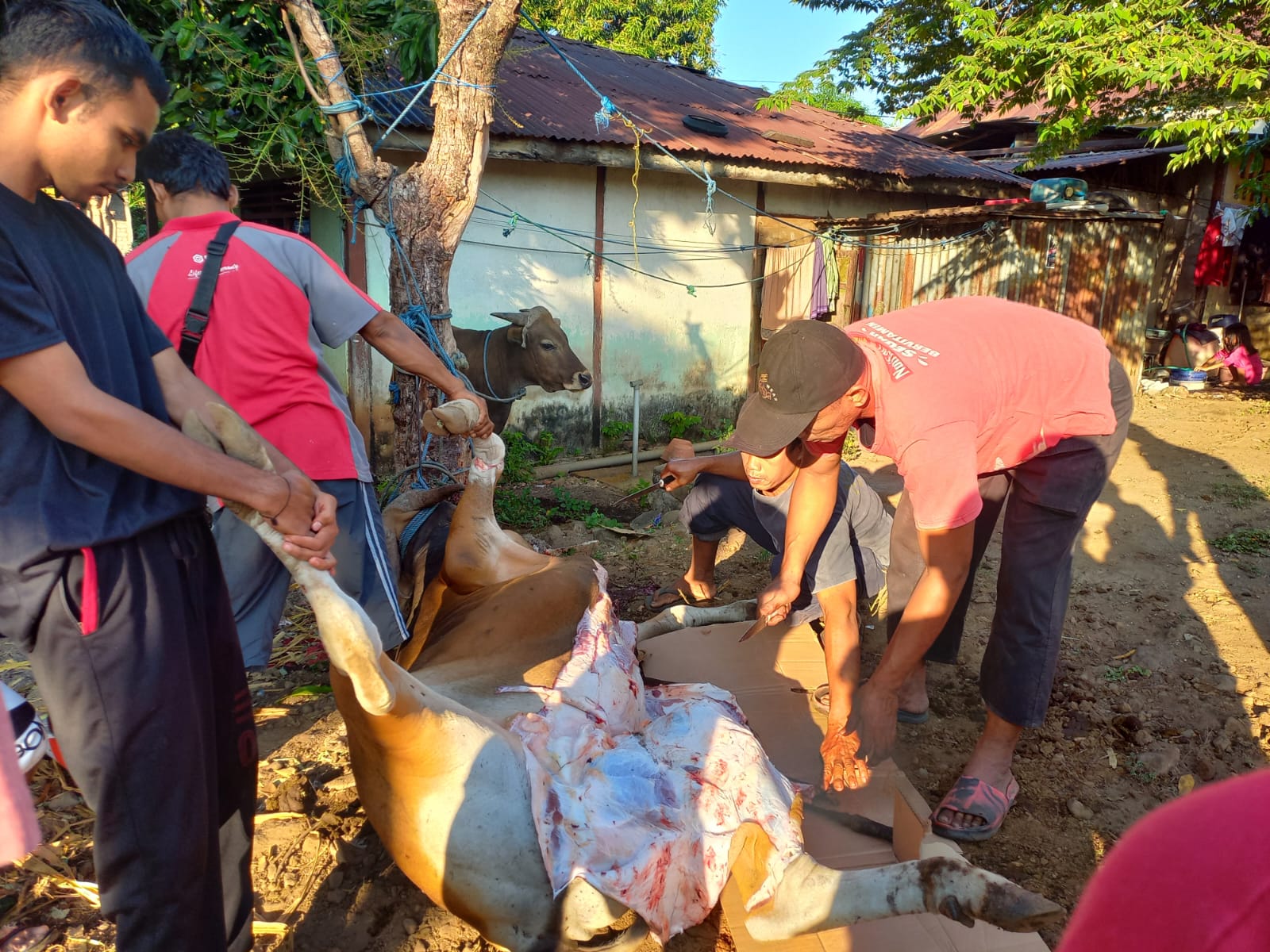 10 EKOR SAPI DAN 5 EKOR KAMBING UNTUK MENJALIN TALI SILATURAHMI DI MASJID AL AMIN WERI LARANTUKA.